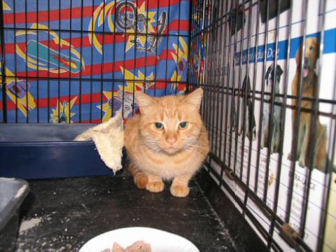 Pneumonia Kitty