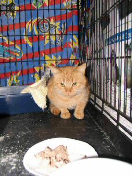 Pneumonia Kitty