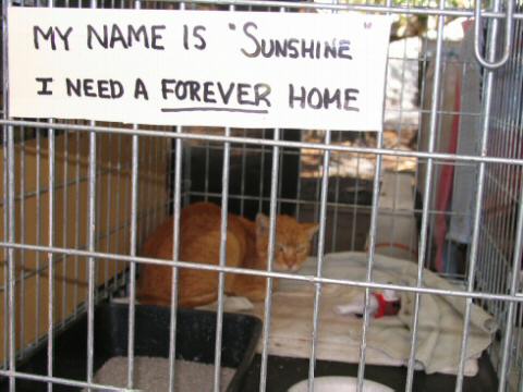 Sunshine, a surrender who did get a home.