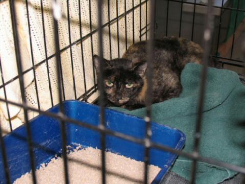 Tortoiseshell girl