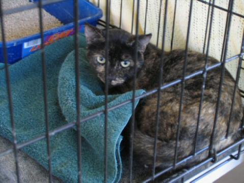 Tortoiseshell Girl