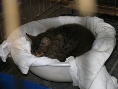 Tortie sleeping