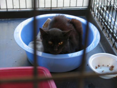 Two colored eyed Black cat