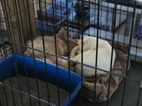Two cats that were later reunited with their owner.