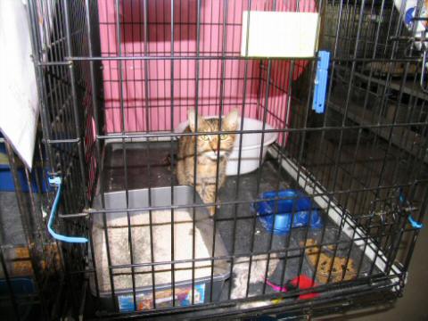 Young Tabby